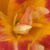 Anna Bagley Fabert's profile image