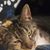 Tracie Lovejoy's profile image