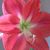 Michelle Williamson Lawrence's profile image