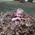 Brandie Newsham's profile image