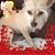 Theresa Ferraris-Maresco's profile image