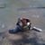 Ali Gordon Pedersen's profile image