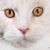 Amy Nicole Hanson's profile image