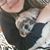 Luciana Chitolina Tardetti's profile image