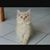Azhan Abd Mutalib's profile image