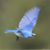 Virginia Young's profile image