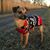 Dana Ashley Marrone's profile image