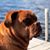 Amy McCarthy Scarlato's profile image