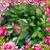 Renee Foley Hall's profile image