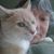 Lisa Staehler's profile image