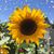 Betsy Tewalt's profile image