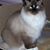 Martha Simmons's profile image