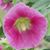 Laurie Williams's profile image