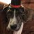 Howard Thornton's profile image