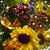 Iris Pittman Evans's profile image