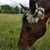 Joelene Hopper Meiners's profile image