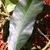 NigistSaba Ra Khet Ka's profile image