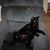 Snigglefritz Richards's profile image