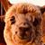 Randy Kirkman's profile image