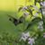 Karen Koenig's profile image