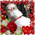 Wendy Warren Cook's profile image