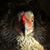 Cynthia Voskamp's profile image