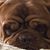 Kevin Bordy Bordeaux's profile image