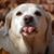 Venecio Tornea Rodelas's profile image