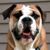 Jillie Bo's profile image