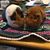 Cindy DeMarche's profile image
