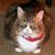 Dan Bell's profile image