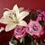Connie Gelineau's profile image