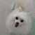 Fiesty Gi's profile image