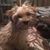 Debbie Lightcap Powell's profile image