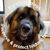 Rebecca Schultz Gillespie's profile image