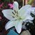 Jo-Anne Elizabeth Bouthot's profile image