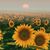 Faith McNelley's profile image
