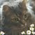 Joyce Shively Morey's profile image