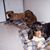 Nadia Bucci Gustafson's profile image