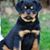 Reginald Ellis's profile image