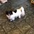 Trina Rector's profile image