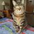 Sheila Williams's profile image