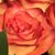 Laurie Grasso's profile image