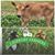 Tomford Mini Farm's profile image