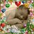 Patti Smith-Rhodes's profile image