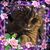 Cheryl Averso's profile image