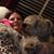 Toni-Bella Wheaten-Cessna's profile image