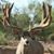Ernest Torrio's profile image