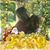 Linda Craig's profile image