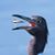 Robin Brumfield's profile image